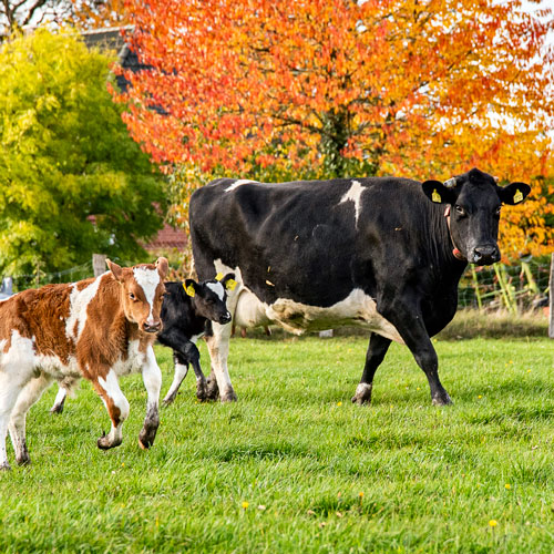 Kuh und Kälber auf der Weide